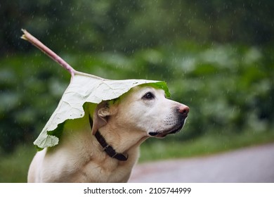 Funny Portrait Of Dog During Rainy Day. Labrador Retriever Hiding Head Under Leaf Of Burdock In Rain.
