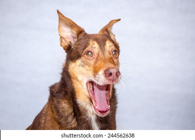 A Funny Portrait Of A Dog Looking Shocked