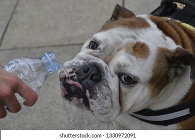 Funny portrait of an English Bulldog drinking water from a bottle