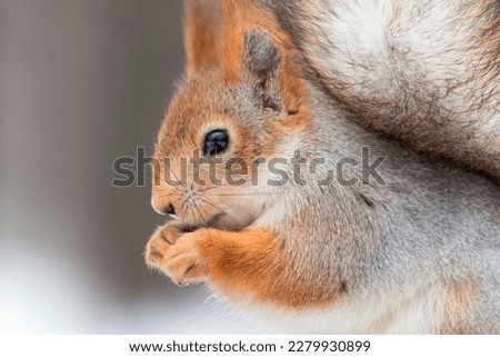 Funny portrait of furry squirrel eating nuts against gray background.Pretty squirrel with tufted ears and black eyes closeup.Feed wild animals in forest to help nature in cold season