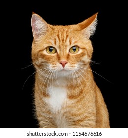 Funny Portrait Of Ginger Cat Gazing With Clumsy Ear On Isolated Black Background