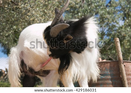 Funny Portrait Goat Licking His Penis Stock Photo (Edit 