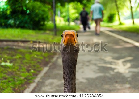 Similar – Foto Bild Lustiges Porträt einer Gans, die auf die Kamera vor der Kamera schaut.