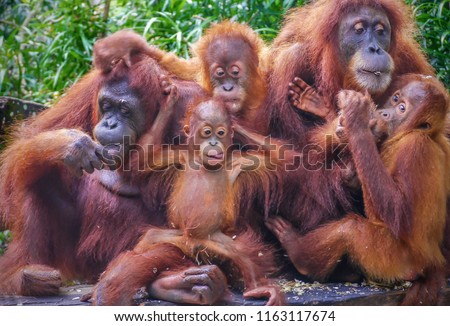 Funny portrait of a group of orangutans, including two mothers with their young offspring, enjoying a snack of sunflower seeds.