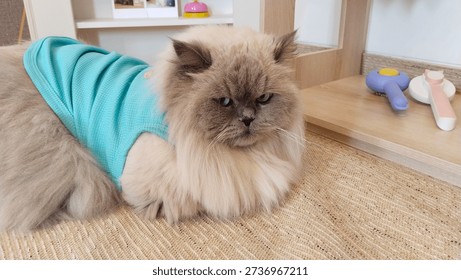 A funny portrait of a grumpy cat dressed in stylish clothes. The warm and playful vibe makes this image ideal for lifestyle