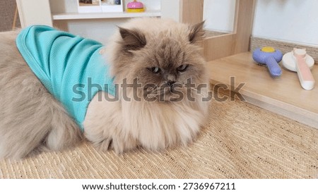 A funny portrait of a grumpy cat dressed in stylish clothes. The warm and playful vibe makes this image ideal for lifestyle