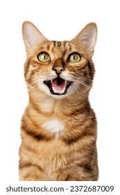 Funny portrait of a happy smiling bengal cat looking with open mouth on isolated white background