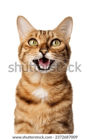 Funny portrait of a happy smiling bengal cat looking with open mouth on isolated white background