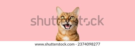 Funny portrait of a happy smiling bengal cat looking with open mouth on a pink background. Copy space.