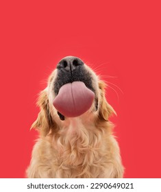 El extraño retrato de labrador hambriento perro cachorro recién recuperado lamiendo sus labios con lengua. Aislado sobre fondo sólido rojo
