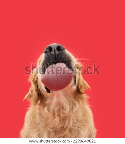 Funny portrait hungry labrador retriever puppy dog licking its lips with tongue. Isolated on red solid background