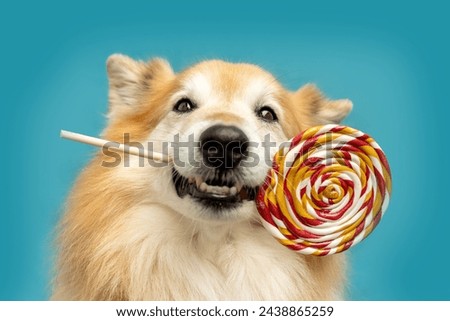 Funny portrait of an icelandic sheepdog licking at a lollipop lolly in front of blue background