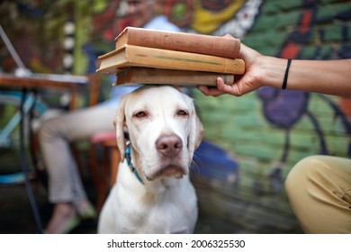 funny portrait of labrador retriever looking bored and unsatisfied while his human making fun with books putting on his head. close up with focus on eyes of a dog
