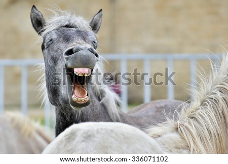 Funny portrait of a laughing horse. Camargue horse yawning, looking like he is laughing. 