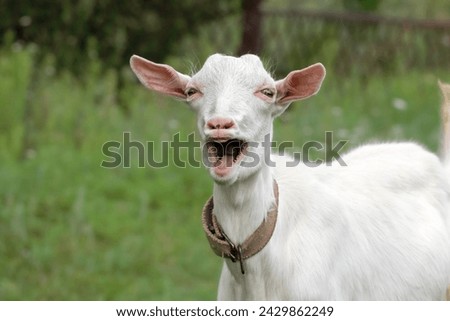 Funny portrait of a little goat on rural farm, livestock. Little goat grassing on green summer meadow at village countryside.Mammal animals outdoors.