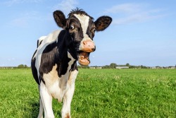 Funny Portrait Of A Mooing Cow, Laughing With Mouth Open, Showing Gums, Teeth And Tongue