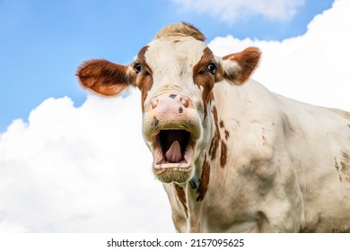 Funny Portrait Of A Mooing Cow, Laughing With Mouth Open, Showing Gums, Teeth And Tongue