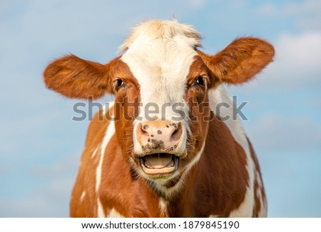 Funny portrait of a mooing cow, laughing with mouth open, showing gums and tongue