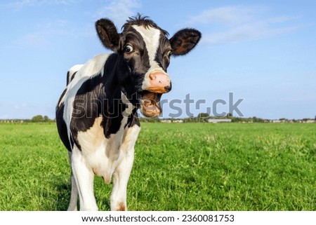 Funny portrait of a mooing cow, laughing with mouth open, showing gums, teeth and tongue