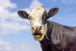 Funny Portrait Of A Mooing Cow, Mouth Open, The Head Of A Black And White, Showing Teeth Tongue And Gums While Chewing