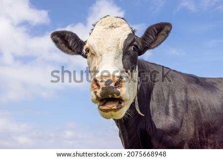 Funny portrait of a mooing cow, mouth open, the head of a black and white, showing teeth tongue and gums while chewing
