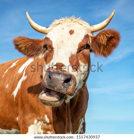 Funny portrait of a mooing cow, with open mouth and large horns.