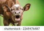 Funny portrait of a mooing cow, surprise animal emotions