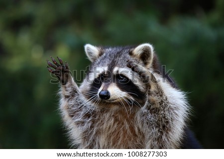 funny portrait of an racoon
