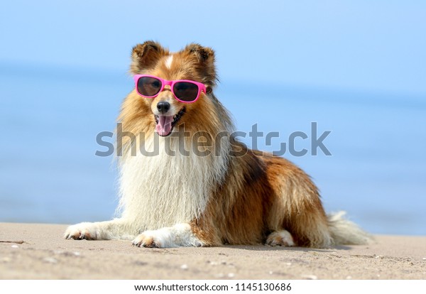 休暇中にスタイリッシュなピンクのサングラスをかけた黒と白のシェットランド シープドッグのおかしなポートレート 青い空と海の背景に かわいい 小さなラッシー シェルティ コリーが屋外に横たわる 暑い夏休み の写真素材 今すぐ編集