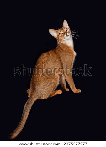 Funny portrait of a sitting Abyssinian cat looking up on a black isolated background with space to copy. A pet Imagine de stoc © 