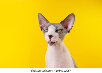 Funny portrait sphynx cat sticking tongue out. Isolated on yellow background