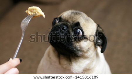 Funny portrait of a surprised and hungry pug, girl teases a dog with food, hypnotizes moving food in front of the muzzle, pug want to eat
