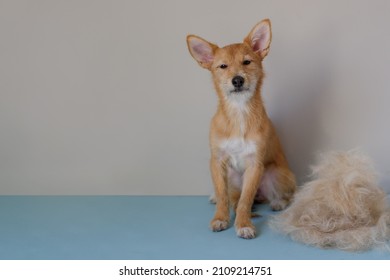 Funny Portrait Of Terrier With Fur In Moulting Lying Down On Couch. Dog In Annual Spring Or Autumn Molt On Blue Background. Bunch Of Dog Hair After Grooming. Copy Space