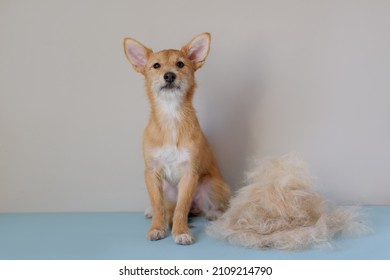 Funny portrait of terrier with fur in moulting lying down on couch. Dog in annual spring or autumn molt on blue background. Bunch of dog hair after grooming. Copy space