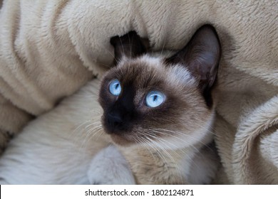 A funny portrait of a Thai (Siamese) domestic cat lying on its back on a fluffy plaid with a surprised look and large blue eyes. Close up. Siamese cat warily watching. Beautiful blue eyes - Powered by Shutterstock