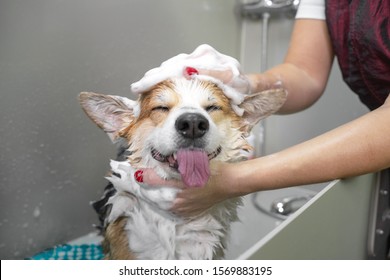 Funny portrait of a welsh corgi pembroke dog showering with shampoo.  Dog taking a bubble bath in grooming salon. - Shutterstock ID 1569883195