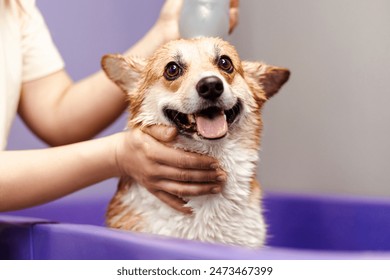 Funny portrait of a welsh corgi pembroke dog showering with shampoo. Dog taking a bubble bath in grooming salon - Powered by Shutterstock