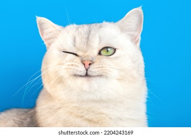 Funny portrait of a funny white fluffy purebred winking cat on a blue background