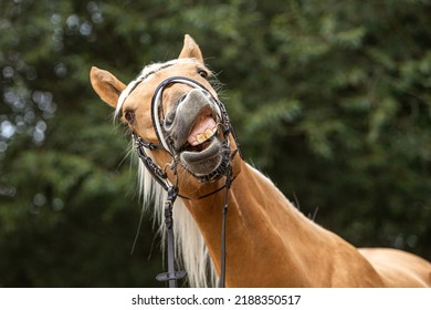 Funny portrait of a young horse clowning  and snooting around - Shutterstock ID 2188350517