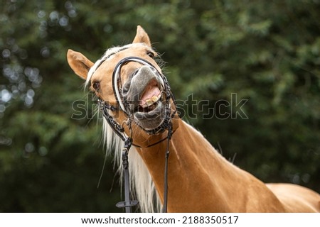Funny portrait of a young horse clowning  and snooting around