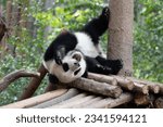 Funny pose of Giant Panda lying on the ground