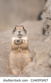 Funny Prairie Dogs (genus Cynomys)