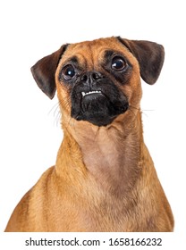 which dogs have an underbite