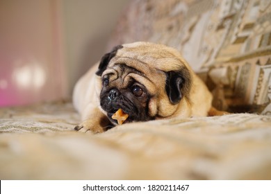 Funny Pug Chewing On A Treat Lying On The Couch At Home. Cute Dog Resting On The Couch. Pug With Dog Dental Stick