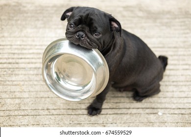 Funny pug dog bite stainless bowl wait  to eat dog food on concrete floor.