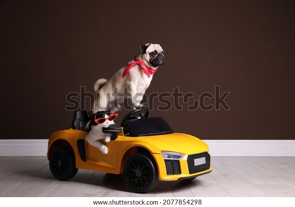 Funny pug dog and cat with sunglasses in toy car\
near brown wall indoors