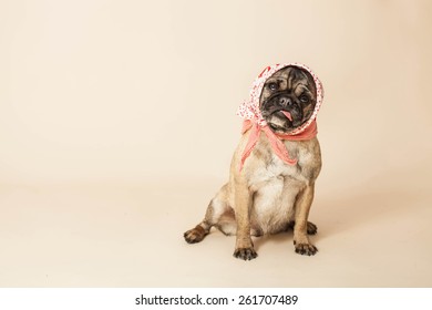 Funny Pug Dog Dressed Up In A Headscarf Looking Like A Grumpy Old Lady. Head Facing Camera In Sitting Pose On A Vintage Cream Background.