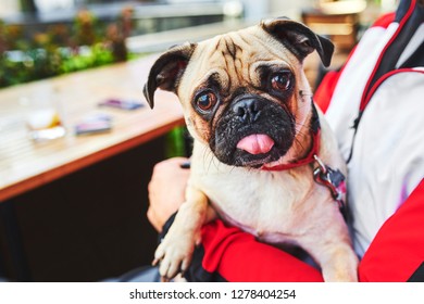 a funny pug dog with his tongue sticking out