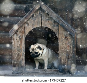 Funny Pug Dog In The Dog House