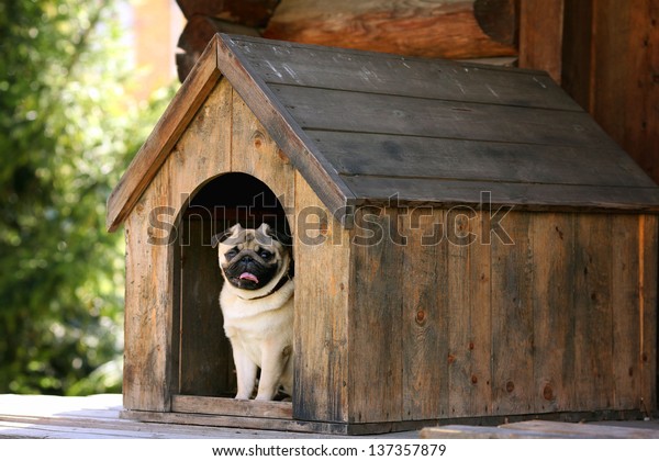 Funny pug dog in the dog
house